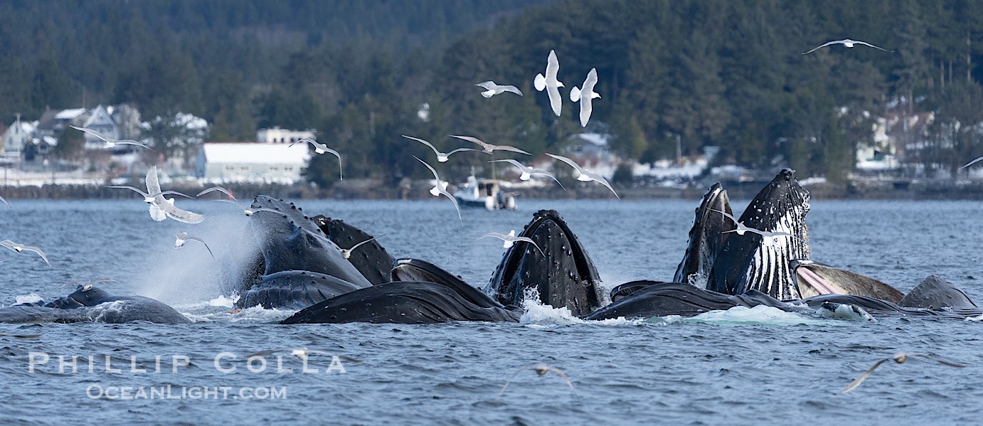 Humpback whales surface together during coordinated bubble-net feeding in Southeast Alaska. The whales use bubbles, sound, and movement to corral fish before capturing them in their open mouths., Megaptera novaeangliae, natural history stock photograph, photo id 41681