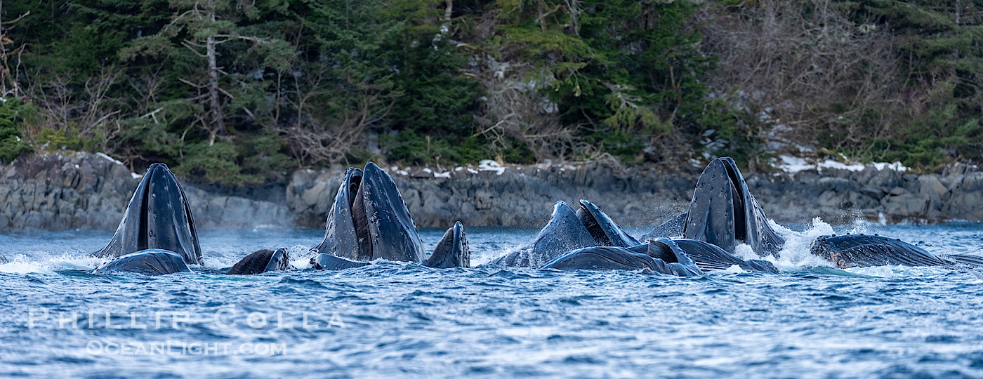 Humpback whales surface together during coordinated bubble-net feeding in Southeast Alaska. The whales use bubbles, sound, and movement to corral fish before capturing them in their open mouths., Megaptera novaeangliae, natural history stock photograph, photo id 41685