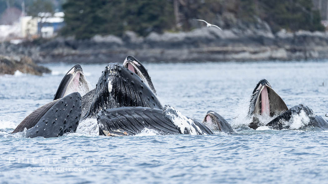 Humpback whales surface together during coordinated bubble-net feeding in Southeast Alaska. The whales use bubbles, sound, and movement to corral fish before capturing them in their open mouths., Megaptera novaeangliae, natural history stock photograph, photo id 41697