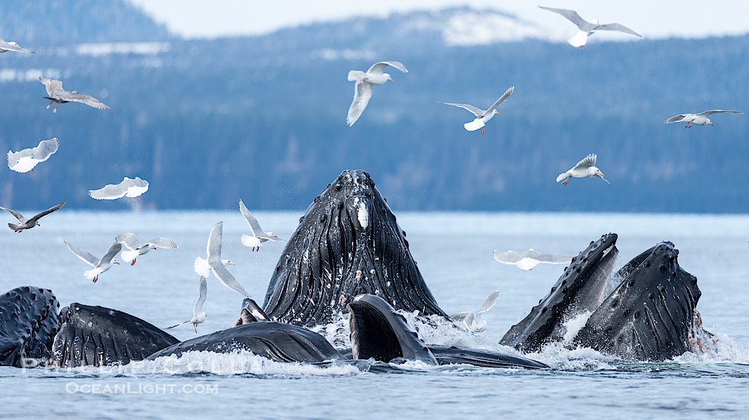 Humpback whales surface together during coordinated bubble-net feeding in Southeast Alaska. The whales use bubbles, sound, and movement to corral fish before capturing them in their open mouths., Megaptera novaeangliae, natural history stock photograph, photo id 41701