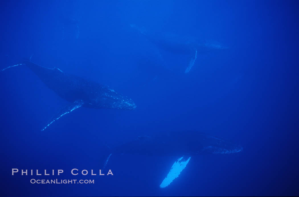 North Pacific humpback whale, active group. Maui, Hawaii, USA, Megaptera novaeangliae, natural history stock photograph, photo id 01234