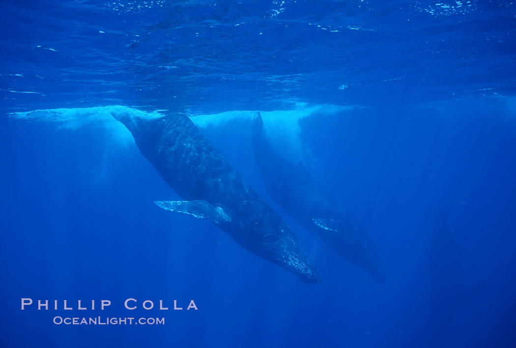 North Pacific humpback whale, active group. Maui, Hawaii, USA, Megaptera novaeangliae, natural history stock photograph, photo id 01306