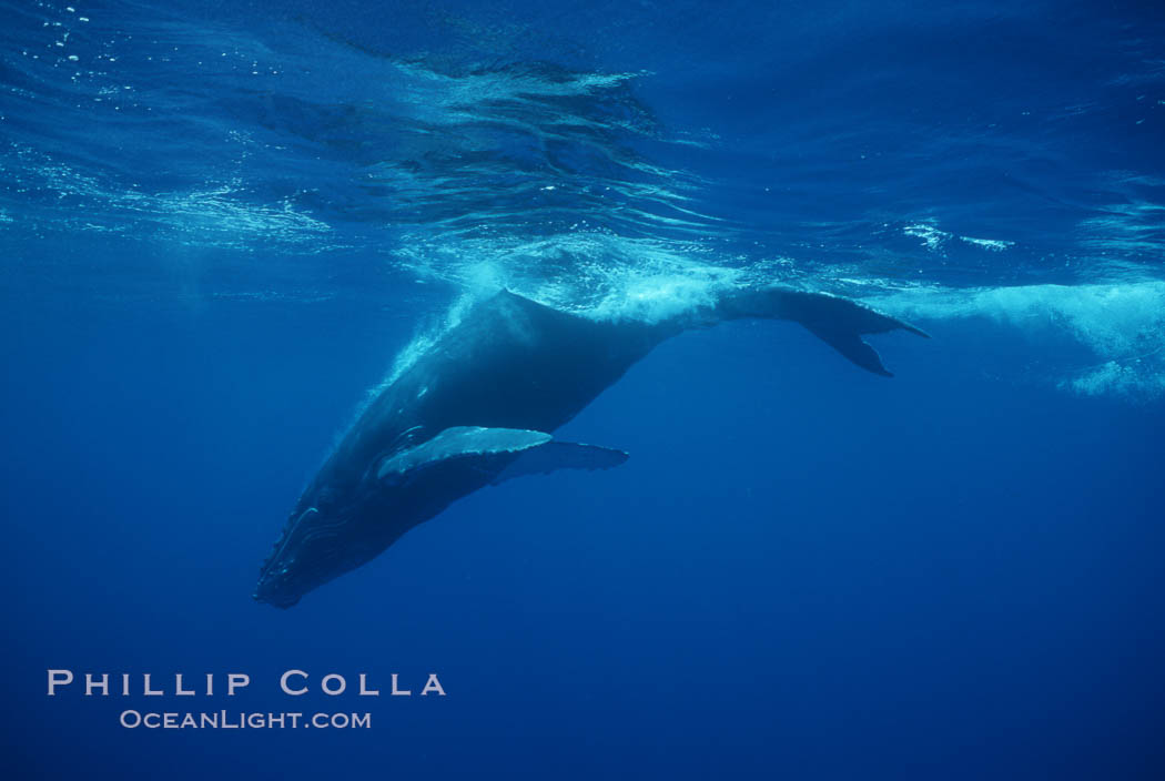 North Pacific humpback whale, calf. Maui, Hawaii, USA, Megaptera novaeangliae, natural history stock photograph, photo id 01310