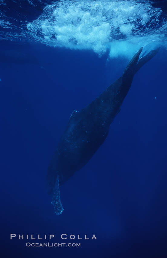 Humpback whale (male), diving. Maui, Hawaii, USA, Megaptera novaeangliae, natural history stock photograph, photo id 02834