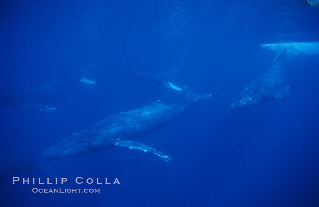 North Pacific humpback whale, active group. Maui, Hawaii, USA, Megaptera novaeangliae, natural history stock photograph, photo id 00508