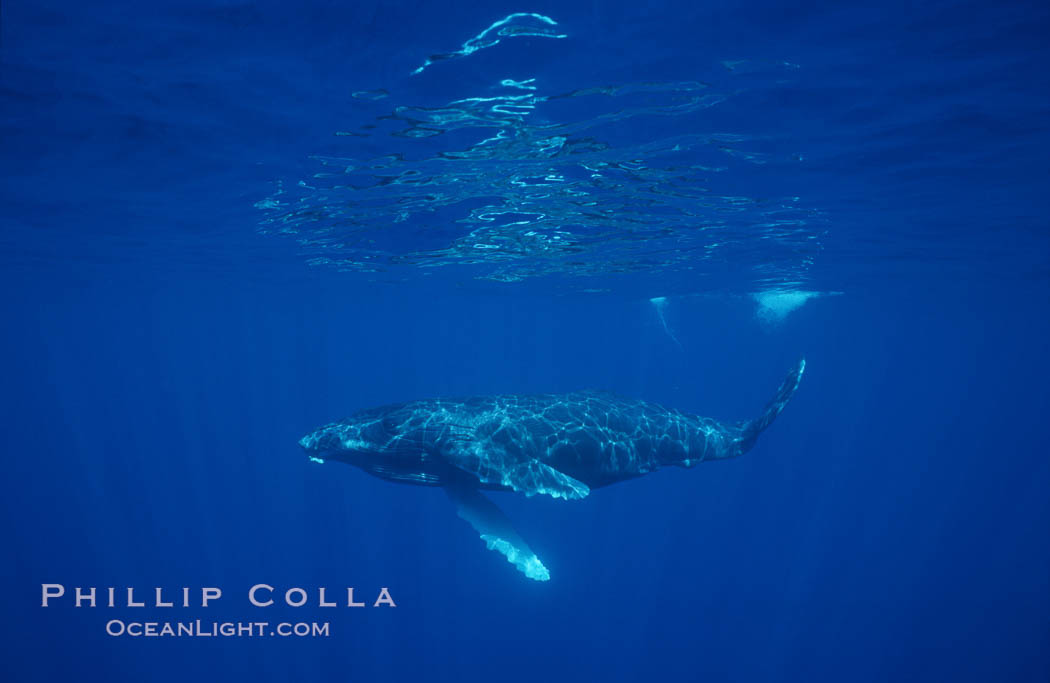 North Pacific humpback whale calf. Maui, Hawaii, USA, Megaptera novaeangliae, natural history stock photograph, photo id 01204