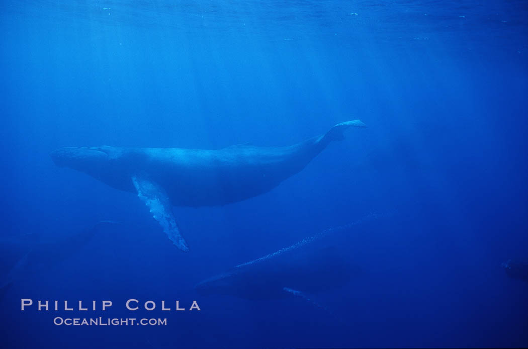 North Pacific humpback whale, active group w/ bubble trail. Maui, Hawaii, USA, Megaptera novaeangliae, natural history stock photograph, photo id 01220