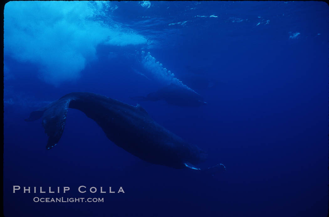 North Pacific humpback whale, active group. Maui, Hawaii, USA, Megaptera novaeangliae, natural history stock photograph, photo id 01304