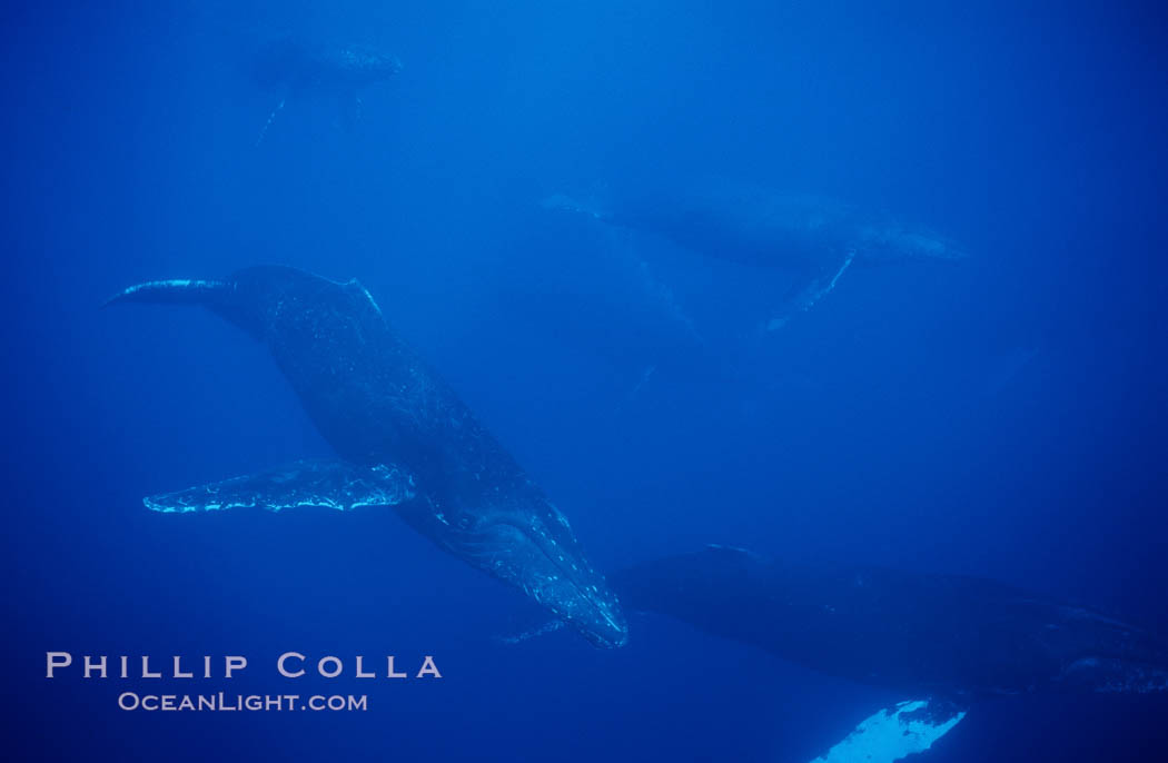North Pacific humpback whale, active group. Maui, Hawaii, USA, Megaptera novaeangliae, natural history stock photograph, photo id 01235