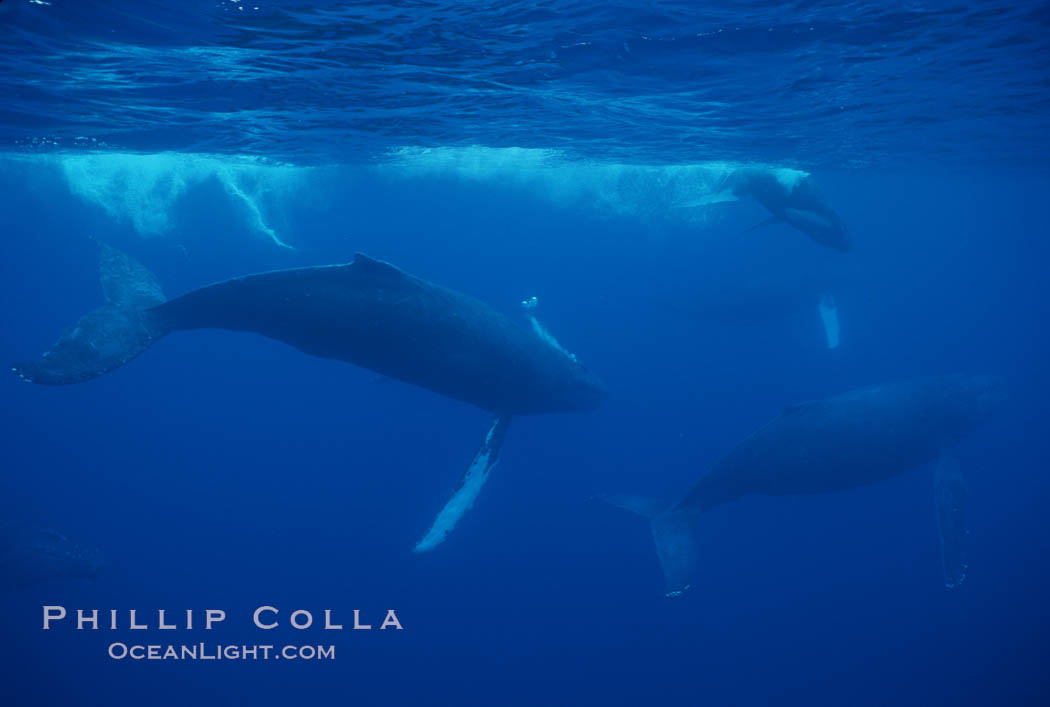 North Pacific humpback whale, active group. Maui, Hawaii, USA, Megaptera novaeangliae, natural history stock photograph, photo id 01299
