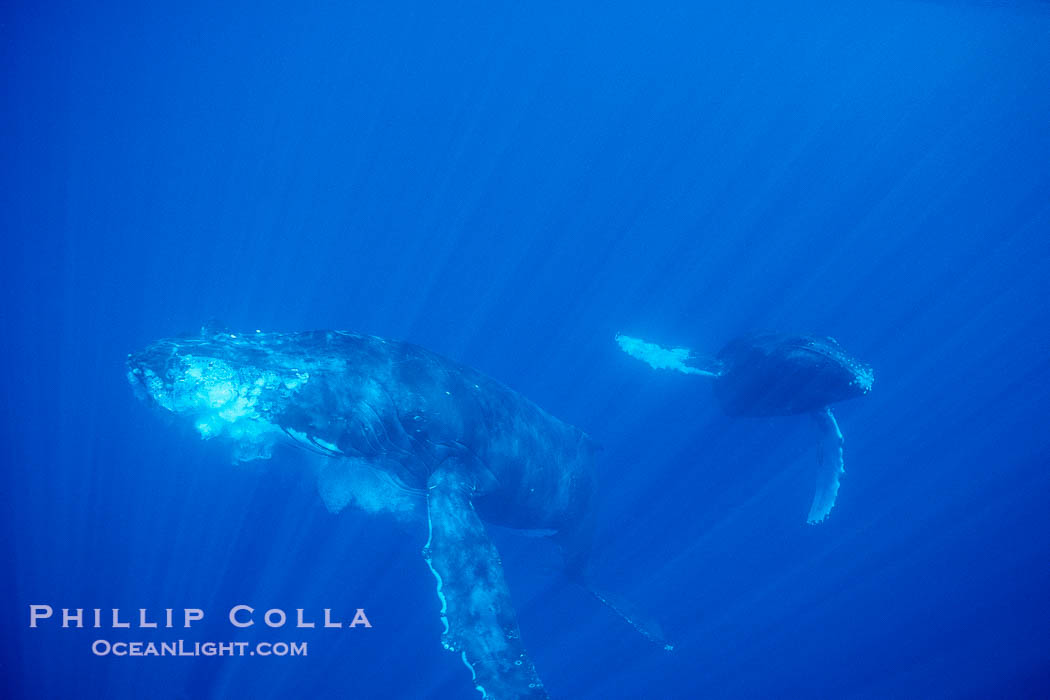 North Pacific humpback whale., Megaptera novaeangliae, natural history stock photograph, photo id 00521