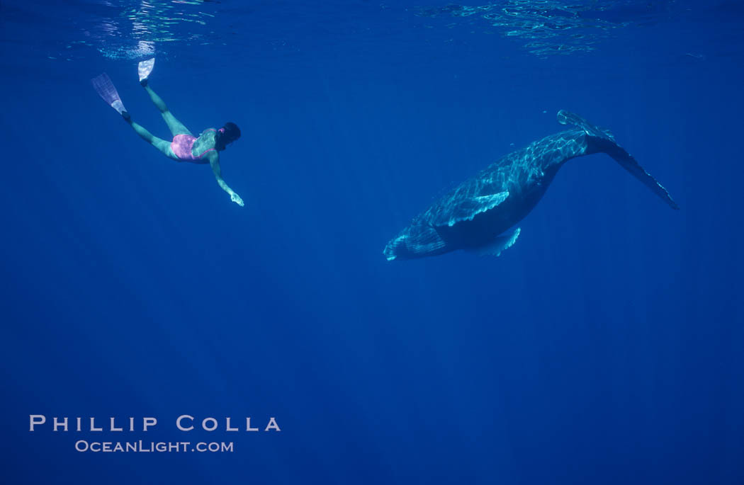 North Pacific humpback whale calf, Mikako Kotani. Maui, Hawaii, USA, Megaptera novaeangliae, natural history stock photograph, photo id 01205