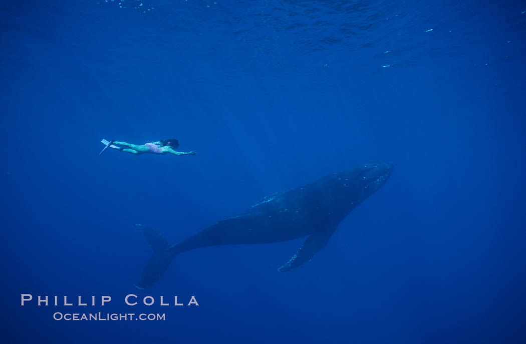 North Pacific humpback whale, Mikako Kotani. Maui, Hawaii, USA, Megaptera novaeangliae, natural history stock photograph, photo id 01209