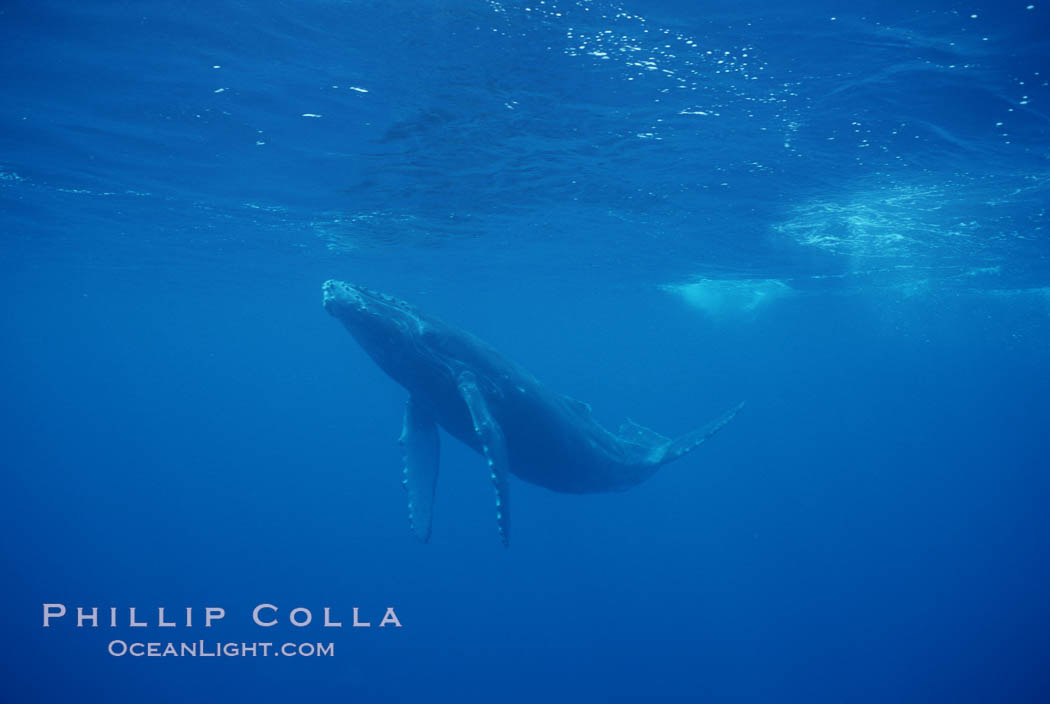North Pacific humpback whale, calf. Maui, Hawaii, USA, Megaptera novaeangliae, natural history stock photograph, photo id 01309