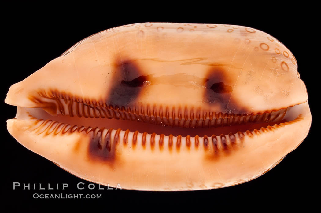 Hundred-Eyed Cowrie., Cypraea argus, natural history stock photograph, photo id 08306