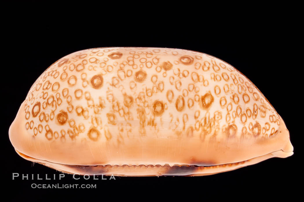 Hundred-Eyed Cowrie., Cypraea argus, natural history stock photograph, photo id 08307