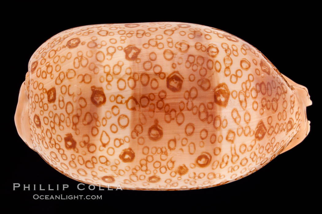 Hundred-Eyed Cowrie., Cypraea argus, natural history stock photograph, photo id 08305