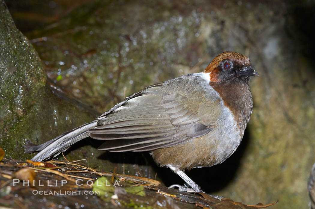 A hwamei eats a cricket or grub.  The hwamei is a bird native to China, Taiwan and Indochina., Garrulax canorus, natural history stock photograph, photo id 12758