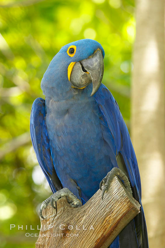 Hyacinth macaw., Anodorhynchus hyacinthinus, natural history stock photograph, photo id 12549