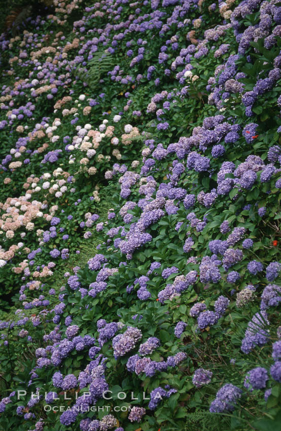 Hydrangea flowers. Sao Miguel Island, Azores, Portugal, natural history stock photograph, photo id 05471