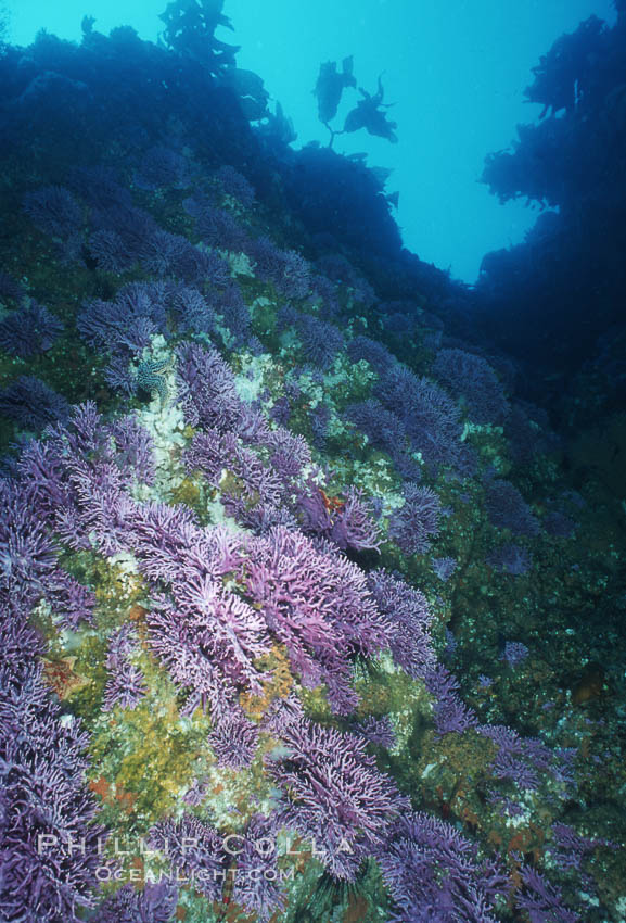 Hydrocoral, Farnsworth Banks. Catalina Island, California, USA, Allopora californica, Stylaster californicus, natural history stock photograph, photo id 04702