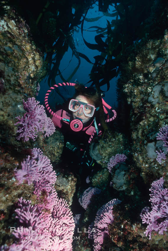 Hydrocoral. San Clemente Island, California, USA, Allopora californica, Stylaster californicus, natural history stock photograph, photo id 00644