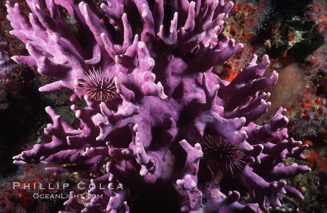 Hydrocoral detail. San Clemente Island, California, USA, Allopora californica, Stylaster californicus, natural history stock photograph, photo id 03800