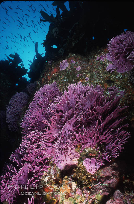 purple hydrocoral (Stylaster californicus, Allopora californica), Farnsworth Banks, Catalina, Torpedo californica. Catalina Island, California, USA, Allopora californica, Allopora californica, Stylaster californicus, natural history stock photograph, photo id 04712