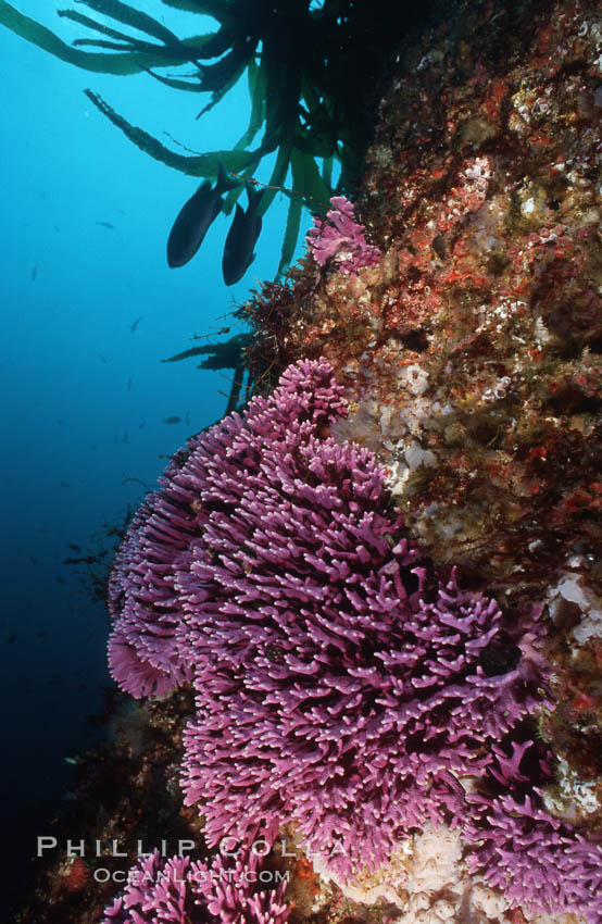 Hydrocoral. San Clemente Island, California, USA, Allopora californica, Stylaster californicus, natural history stock photograph, photo id 05528