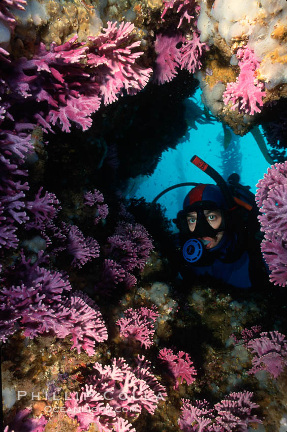 Diver and hydrocroal. San Clemente Island, California, USA, Allopora californica, natural history stock photograph, photo id 01103