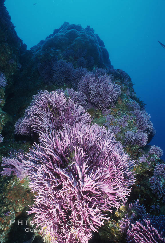 Hydrocoral, Farnsworth Banks. Catalina Island, California, USA, Allopora californica, Stylaster californicus, natural history stock photograph, photo id 04703