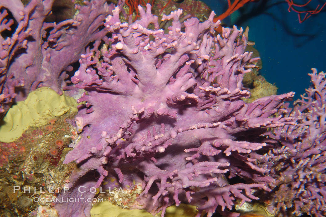 Hydrocoral., Allopora californica, Stylaster californicus, natural history stock photograph, photo id 08831