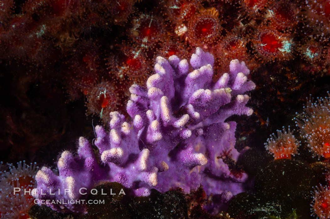 Purple hydrocoral, a small (6 inch) cluster, grows on a rocky reef in deep cold water. Santa Barbara Island, California, USA, Allopora californica, Stylaster californicus, natural history stock photograph, photo id 10175