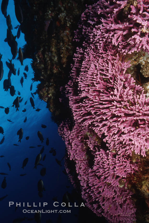 Hydrocoral on rocky reef. San Clemente Island, California, USA, Allopora californica, Stylaster californicus, natural history stock photograph, photo id 05289