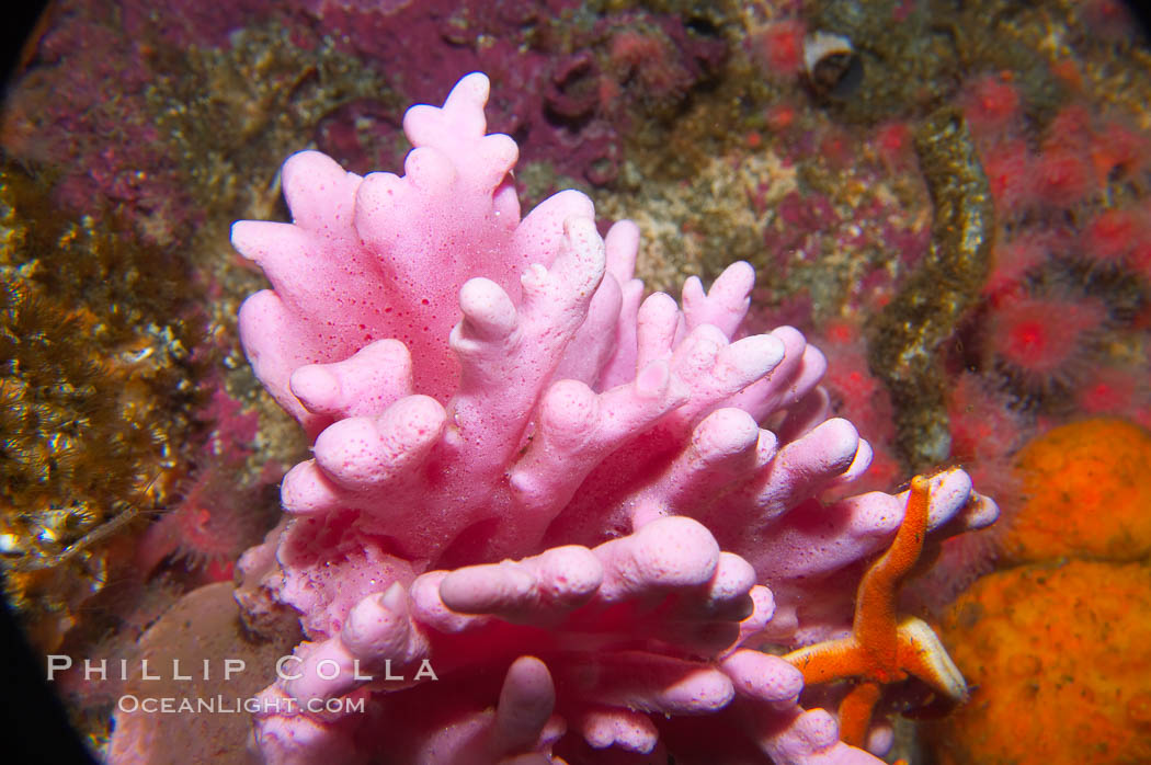 Hydrocoral., Allopora californica, Stylaster californicus, natural history stock photograph, photo id 14017