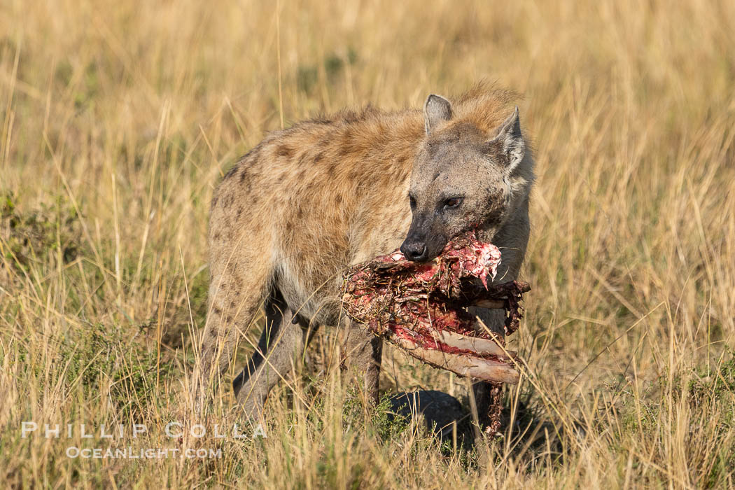 Hyena carrying a jawbone, Mara Triangle, Kenya. Mara North Conservancy, Crocuta crocuta, natural history stock photograph, photo id 39697
