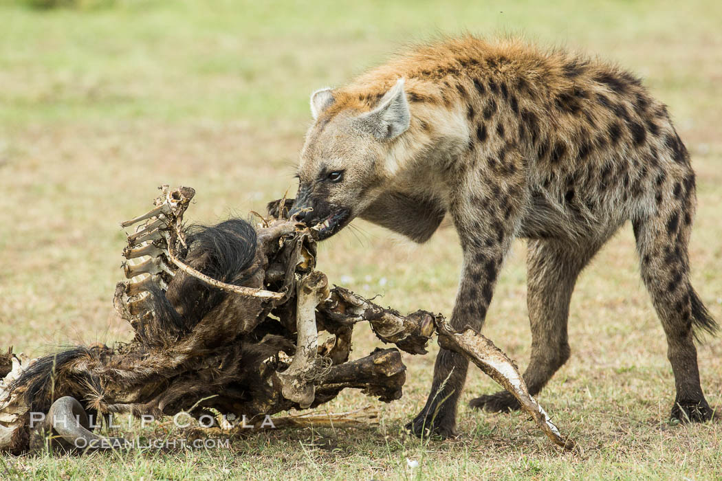 Hyena consuming wildebeest carcass, Kenya, They hyena has strong jaws that allow it to break carcass bones and eat the marrow within. Olare Orok Conservancy, Crocuta crocuta, natural history stock photograph, photo id 29997