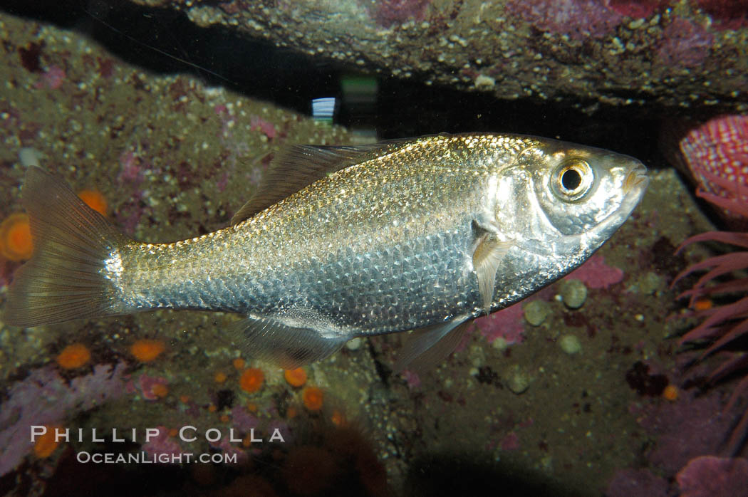Spotfin surfperch., Hyperprosopon anale, natural history stock photograph, photo id 08996