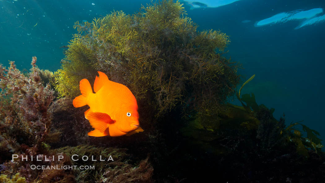 Garibaldi underwater. San Clemente Island, California, USA, Hypsypops rubicundus, natural history stock photograph, photo id 26405