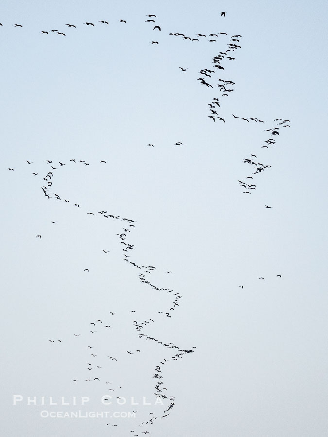 Ibis Flock in Flight, Amboseli National Park., natural history stock photograph, photo id 39744