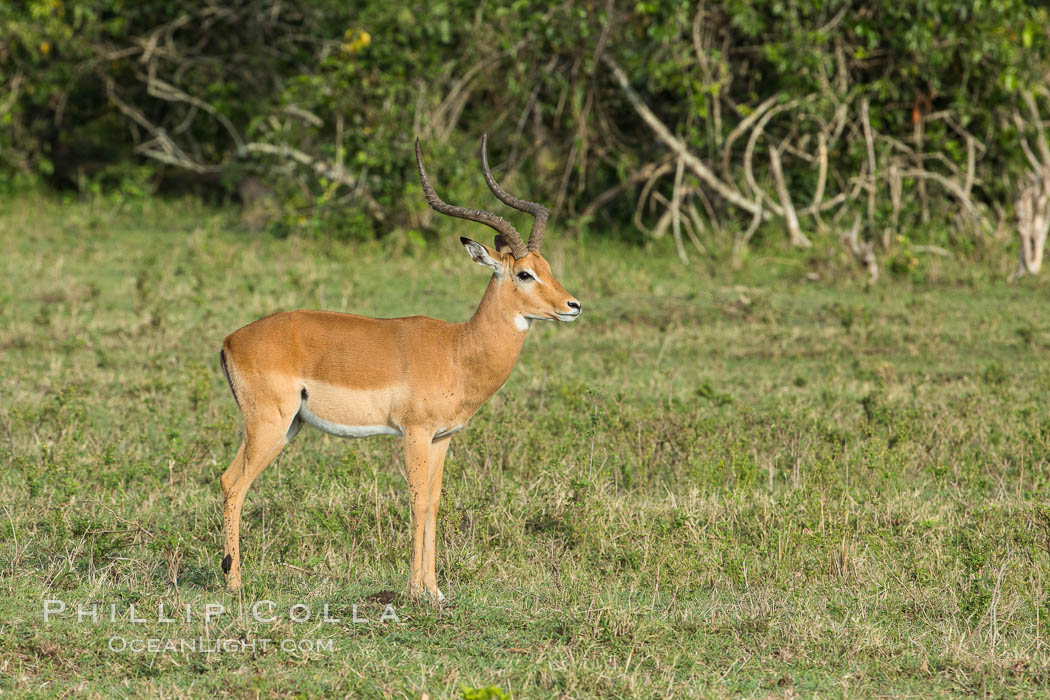 Impala, Maasai Mara, Kenya. Maasai Mara National Reserve, Aepyceros melampus, natural history stock photograph, photo id 29955
