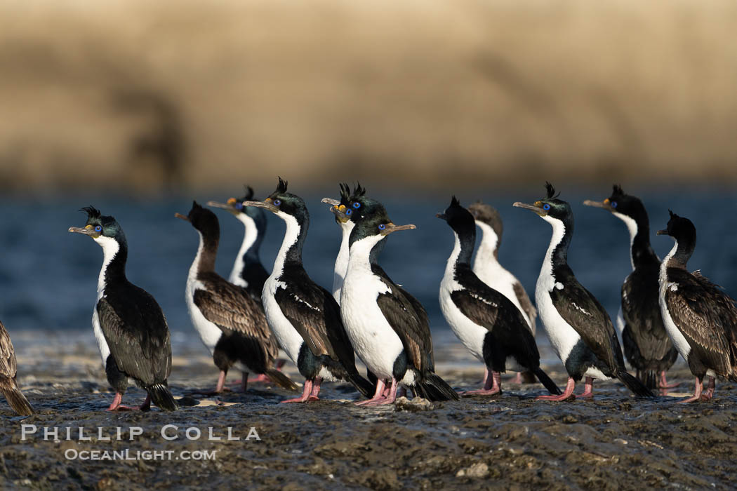 Imperial Shags, Phalacrocorax atriceps or Blue-eyed Cormorant, gather on exposed rocks at Puerto Piramides, UNESCO Natural World Heritage Site, Golfo Nuevo. By permission of the Government of Argentina, Chubut, permit # 51 / 2025-SsCyA., natural history stock photograph, photo id 41253