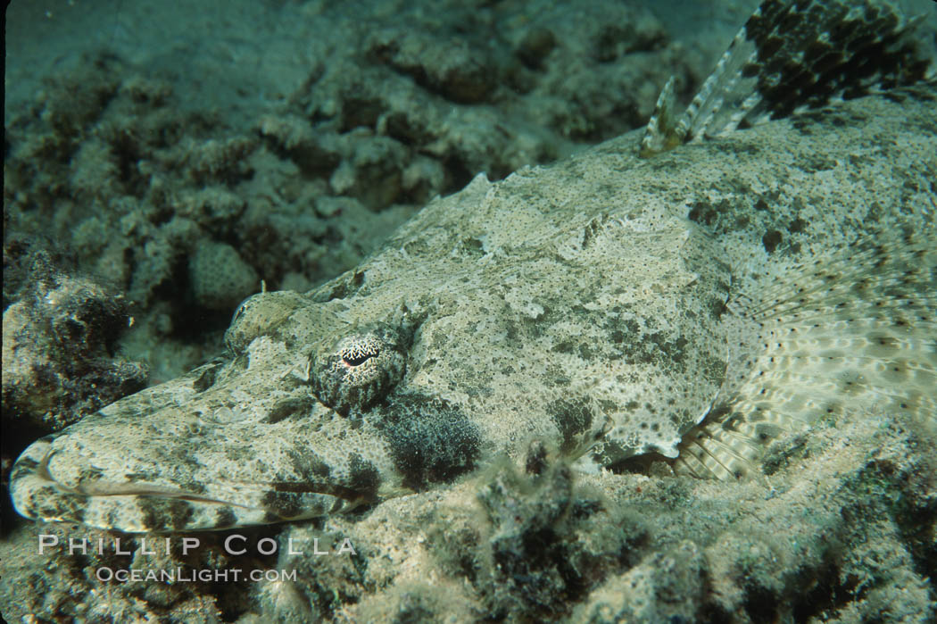 Crocodile fish. Egyptian Red Sea, Papilloculiceps longiceps, natural history stock photograph, photo id 05242