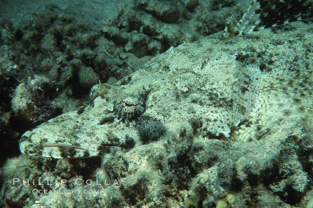 Crocodile fish. Egyptian Red Sea, Papilloculiceps longiceps, natural history stock photograph, photo id 07098