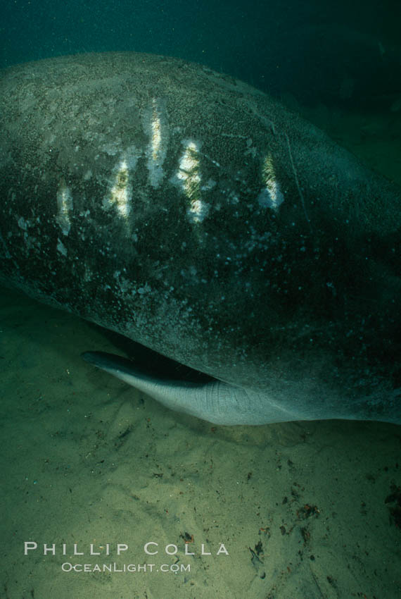 West Indian manatee with scarring/wound from boat propellor. Homosassa River, Florida, USA, Trichechus manatus, natural history stock photograph, photo id 03306