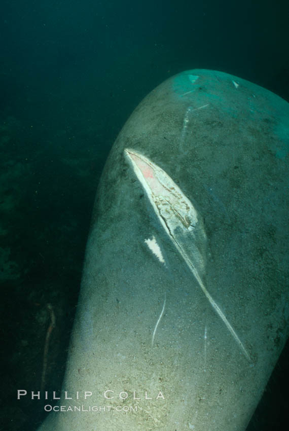 West Indian manatee with scarring/wound from boat propellor. Homosassa River, Florida, USA, Trichechus manatus, natural history stock photograph, photo id 03308