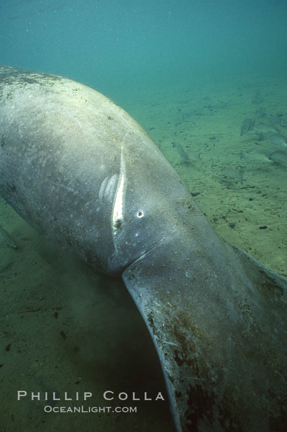 West Indian manatee, Trichechus manatus, Three Sisters Springs, Crystal River, Florida