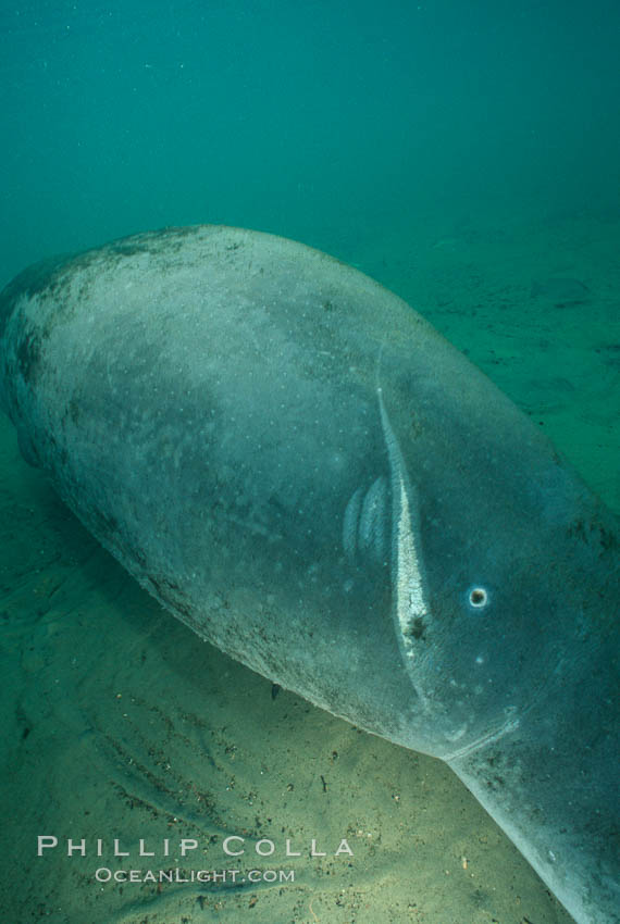 West Indian manatee with scarring/wound from boat propellor, Trichechus manatus, Homosassa River