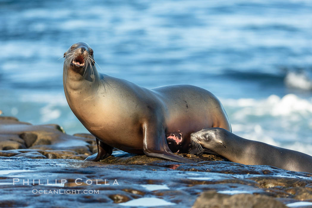 California Sea Lion mother with her pup, mother has injury, open wound, La Jolla, California. USA, Zalophus californianus, natural history stock photograph, photo id 36583