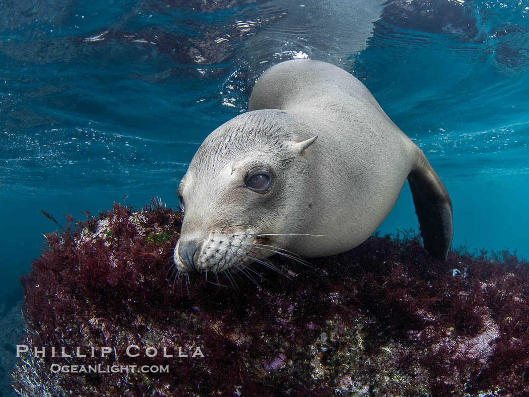 Inquisitive young California sea lion underwater, this is a pup-of-the-year born in June and only about five months old, Coronado Islands near San Diego, Baja California, Mexico. Coronado Islands (Islas Coronado), Zalophus californianus, natural history stock photograph, photo id 40766